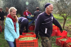 OLIVEPICKING-2