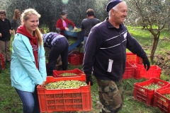 OLIVEPICKING