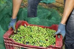 olive-harvest